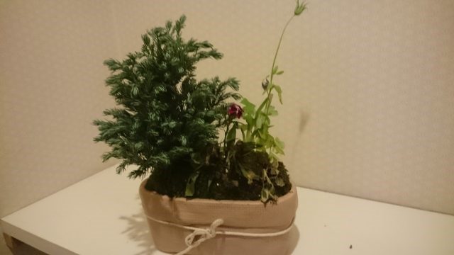 西条 苔玉①